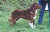 Australian Shepherd Foto: Robin of Rainwood, DECKRÜDE (ID 1022) Australian Shepherd Hund