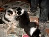 Australian Shepherd Foto: Wie riechst Du denn? (ID 2861) Australian Shepherd Hund