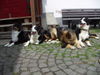 Australian Shepherd Foto: Unser Shepherd Baxter(rechts)mit Freundin,Bruder und Tante (ID 32297) Australian Shepherd Hund