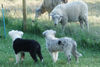Australian Shepherd Foto: Schafe ?!? (ID 44735) Australian Shepherd Hund