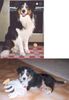 Australian Shepherd Foto: Mein Nick..... (ID 10557) Australian Shepherd Hund
