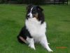 Australian Shepherd Foto: Guardian Angel´s Shakira (ID 39446) Australian Shepherd Hund