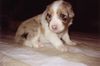 Australian Shepherd Foto: 3 Wochen und schon soooo süß!!! (ID 29138) Australian Shepherd Hund