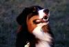 Australian Shepherd Foto: Bin ich nicht schön? ..Leider manchmal schlimm! (ID 20206) Australian Shepherd Hund
