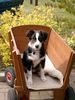 Australian Shepherd Foto: Amy mit 4 Monaten (ID 7852) Australian Shepherd Hund