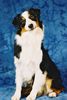 Australian Shepherd Foto: Lollypop`s Sad-I-Ain`t (ID 10998) Australian Shepherd Hund