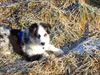 Australian Shepherd Foto: Unser kleiner Teddy (ID 17685) Australian Shepherd Hund