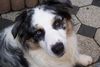 Australian Shepherd Foto: Hier bin ich wieder... Teddy (ID 26826) Australian Shepherd Hund