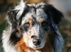 Australian Shepherd Foto: Tigger (ID 27126) Australian Shepherd Hund