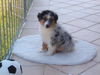 Australian Shepherd Foto: Twister (ID 33386) Australian Shepherd Hund