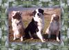Australian Shepherd Foto: Aussi-Trio (ID 15867) Australian Shepherd Hund