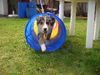 Australian Shepherd Foto: ...schon fast wie die Profies (ID 20826) Australian Shepherd Hund