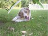 Australian Shepherd Foto: Caja from blackboycountry (ID 24532) Australian Shepherd Hund