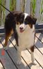 Australian Shepherd Foto: Freelance´s Dreamgirl Finja (ID 44407) Australian Shepherd Hund