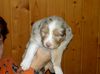 Australian Shepherd Foto: Vaykira du Coral Twivro (22 Tage alt) (ID 17271) Australian Shepherd Hund