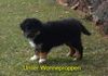 Australian Shepherd Foto: Australian Shepherd (ID 30814) Australian Shepherd Hund