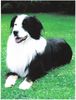 Australian Shepherd Foto: Was mache ich jetzt (ID 24348) Australian Shepherd Hund