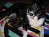 Australian Shepherd Foto: Josie mit ihren neugeborenen Welpen (ID 35979) Australian Shepherd Hund