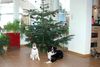 Australian Shepherd Foto: Polly mit Freunden (ID 19063) Australian Shepherd Hund