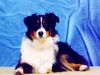 Australian Shepherd Foto: Sieht sie nicht gut aus ?!! (ID 2784) Australian Shepherd Hund