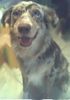 Australian Shepherd Foto: Ich bin der Wyatt von Amerika (ID 26889) Australian Shepherd Hund