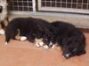 Australian Shepherd Foto: Das ist unser kleiner Chicco mit seinem Zwillingsbruder (ID 11415) Australian Shepherd Hund