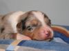 Australian Shepherd Foto: Creekvalley´s Ahanu 1 Woche alt (ID 41548) Australian Shepherd Hund