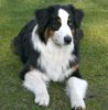 Australian Shepherd Foto: Meine Anne ;o)) -6 Monate alt- (ID 44025) Australian Shepherd Hund