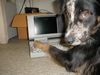 Australian Shepherd Foto: Apoc at Work (ID 18480) Australian Shepherd Hund