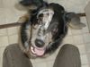 Australian Shepherd Foto: no comment :) (ID 18481) Australian Shepherd Hund