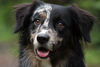 Australian Shepherd Foto: Aussie-Portrait (ID 24975) Australian Shepherd Hund