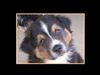 Australian Shepherd Foto (ID 33459) Australian Shepherd Hund