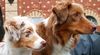 Australian Shepherd Foto: Bandit & Casey (ID 1492) Australian Shepherd Hund
