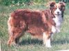 Australian Shepherd Foto (ID 20871) Australian Shepherd Hund