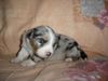 Australian Shepherd Hund