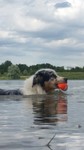 Australian Shepherd Hund