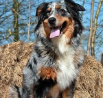 Australian Shepherd Hund