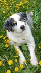 Australian Shepherd Hund