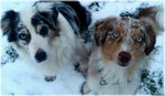 Australian Shepherd Hund