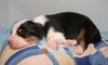 Australian Shepherd Foto: Creekvalley´s Awinita 1 Woche alt (ID 41549) Australian Shepherd Hund