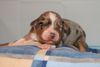 Australian Shepherd Foto: Creekvalley´s Aylen 1 Woche alt (ID 41551) Australian Shepherd Hund