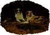 Australian Shepherd Foto: Guardian Angel Aussies (ID 8226) Australian Shepherd Hund