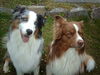 Australian Shepherd Foto: unsere rabauken!! (ID 41957) Australian Shepherd Hund