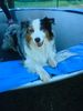 Australian Shepherd Foto: balou!! (ID 41958) Australian Shepherd Hund