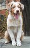 Australian Shepherd Foto: Bandit & Casey (ID 1493) Australian Shepherd Hund