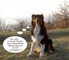 Australian Shepherd Foto: High Speed Energy Dogs (ID 15306) Australian Shepherd Hund