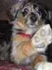 Australian Shepherd Foto: Hallo ich bin Ben und ganz lieb!!! (ID 18215) Australian Shepherd Hund