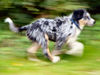 Australian Shepherd Foto: Dulco from Blackboycountry (ID 34222) Australian Shepherd Hund