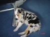 Australian Shepherd Foto: Blue 12 Wochen alt bei ihrer Lieblingsbeschäftigung (ID 34278) Australian Shepherd Hund