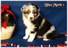 Australian Shepherd Foto: Nayeli Baby (ID 40609) Australian Shepherd Hund